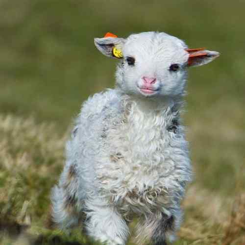 دانلود آهنگ ببعی تو بازیگوشی مثل منی باهوشی دانلود آهنگ ببعی تو بازیگوشی مثل منی باهوشی