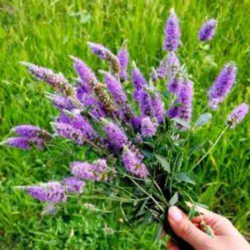 دانلود آهنگ دانلود آهنگ دشت پونه های وحشی دانلود آهنگ دانلود آهنگ دشت پونه های وحشی