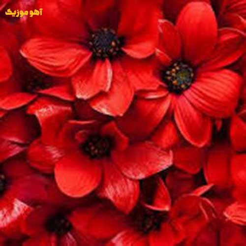 دانلود آهنگ یار گلم ای یار تو نارنج طلا