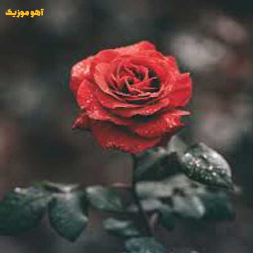 دانلود آهنگ ار نبینمش خرابم نبینه مونه خرابه با صدای زن (ماهک)