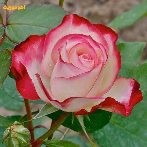 دانلود گلچین آهنگهای ماهک (مجموعه کامل)