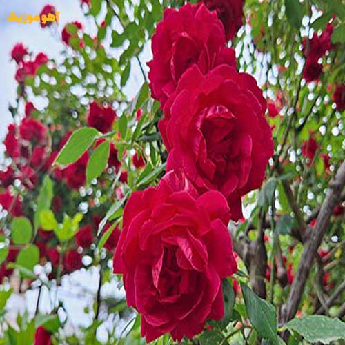 دانلود آهنگ ترکی سن منیم اوز گولومسن » کامل 320