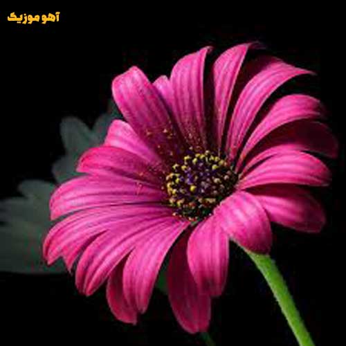 دانلود آهنگ از آسمون ارمان ارمان ارمان ارمان ماه میتابه (تمام اجراها)