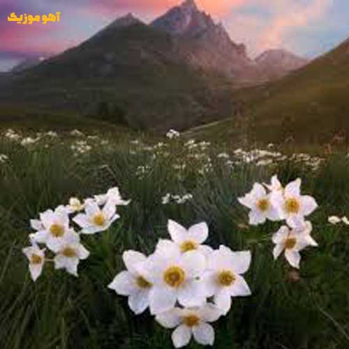 دانلود آهنگ با دل چون کبوترم خواننده زن (اینستا)