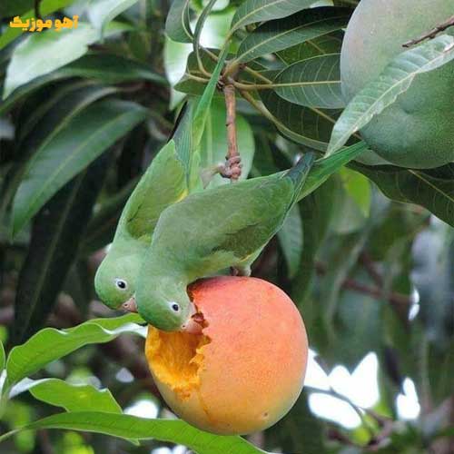 دانلود آهنگ هایده این همه آشفته حالی (هوش مصنوعی ریمیکس اینستا)