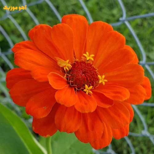 دانلود آهنگ هوا بد کاپلیه بهت علاقم واقعیه »» کیفیت عالی mp3