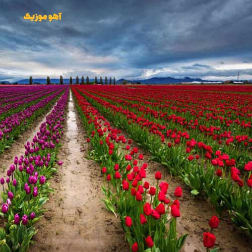 دانلود آهنگ دیروز یه نامه داشتم از شهر مان »» با کیفیت اصلی