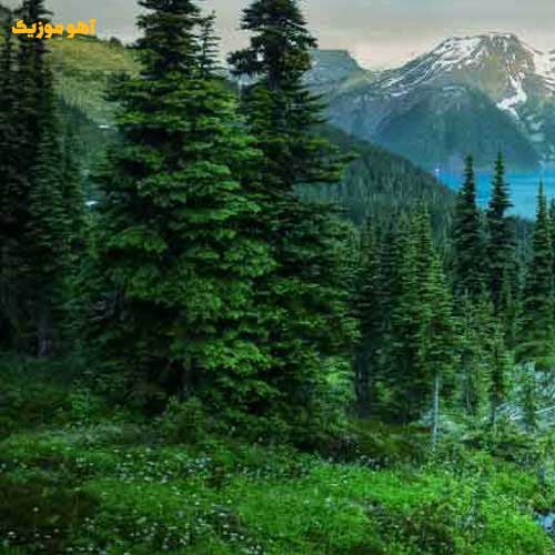 دانلود آهنگ نرفتی از دل و نه از خیالم هوش مصنوعی (ریمیکس هایده / فرهاد جهانگیری)