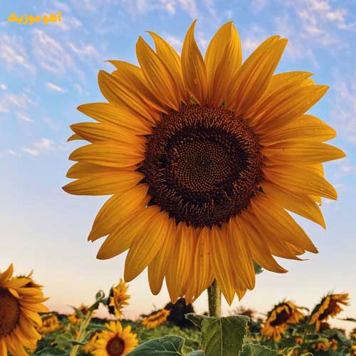 دانلود آهنگ گل آفتابگردون من اگه تو بشی درمون من »» هوش مصنوعی