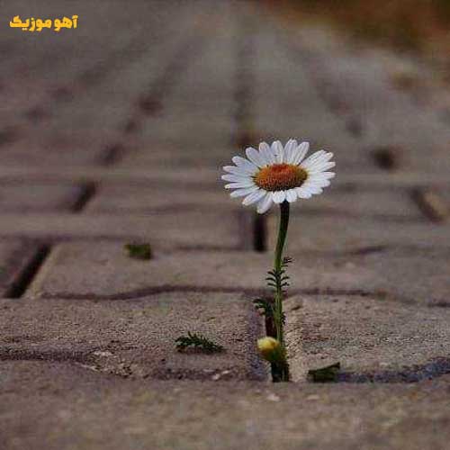 دانلود آهنگ شاید دل تو تنگ بود که خوابتو دیدم زود »» هوش مصنوعی / هایده