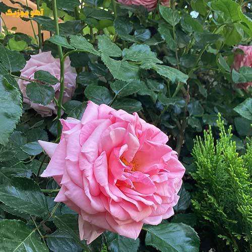 دانلود آهنگ یکی اومده جات خیلی مهربون تره توِئه »» کیفیت 320 هوش مصنوعی