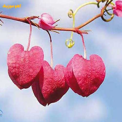 دانلود ریمیکس تو این زمونه عشق نمیمونه