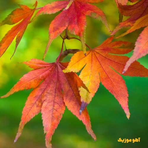 دانلود آهنگ اگر باغم ولی همسایه ی مرگ