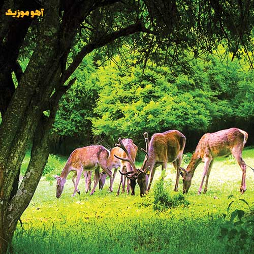 دانلود آهنگ از کفم رفتی و دل تنهای تنها مانده »» هوش مصنوعی