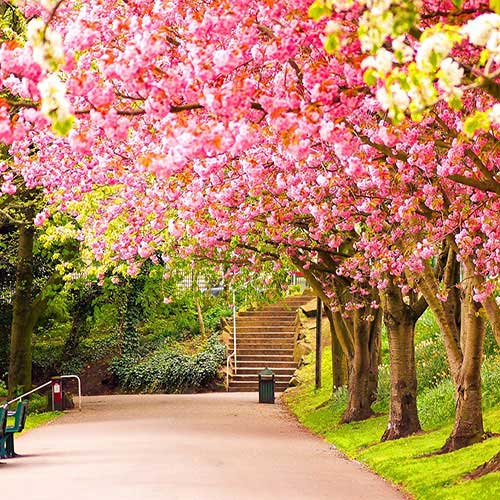 دانلود آهنگ زندگی همش شکل گل و جوونه س / کیفیت عالی